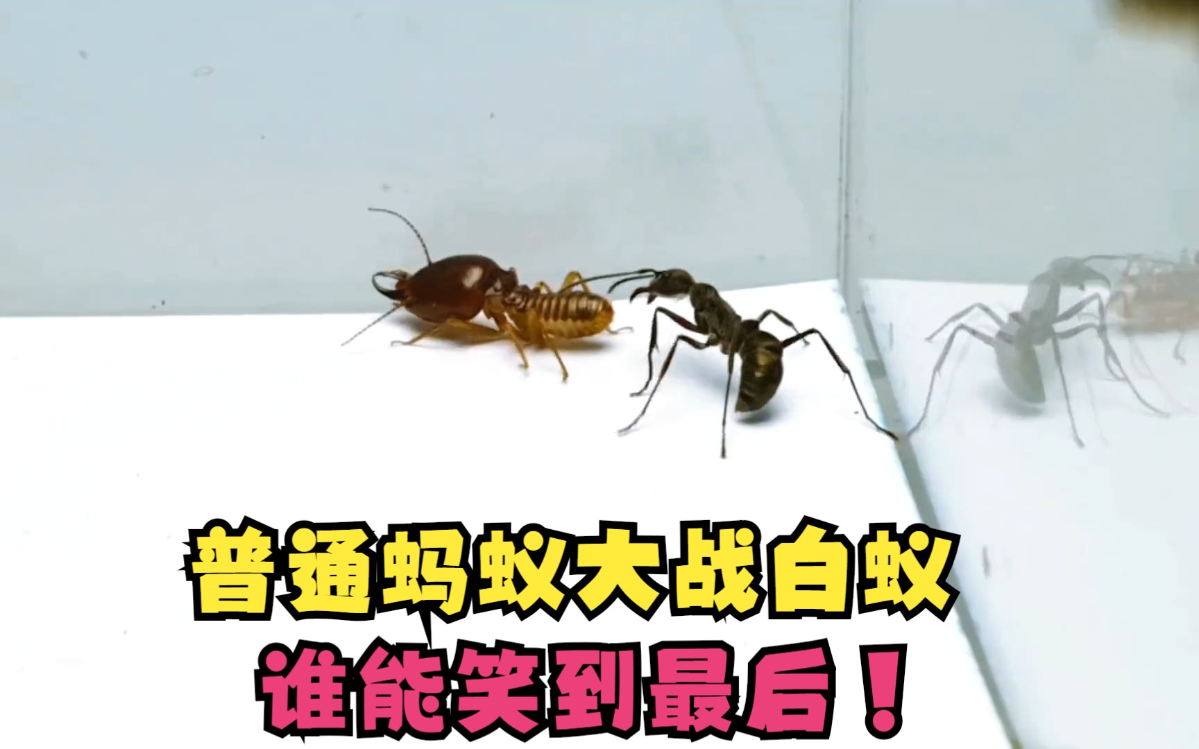 开云平台-关于实力强队大战在即，谁能笑到最后？的信息